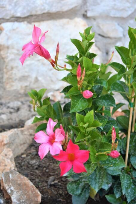 Smailis Apartment 1 Koroni  外观 照片
